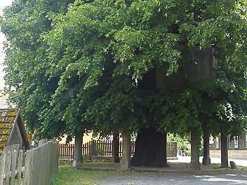 Tanzlinde Limmersdorf Foto: lm