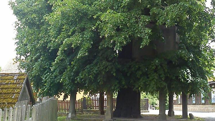 Tanzlinde Limmersdorf Foto: lm