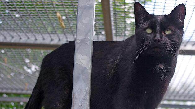 "Bino"  Foto: Tierheim Kronach