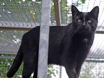 "Bino"  Foto: Tierheim Kronach