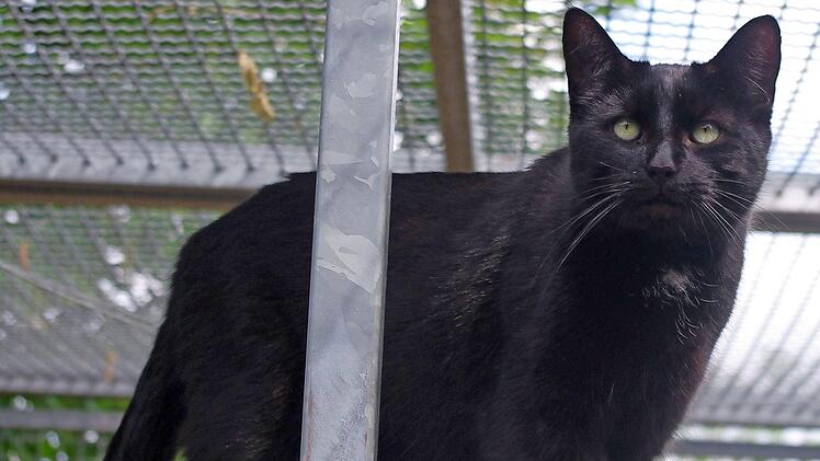 "Bino"  Foto: Tierheim Kronach