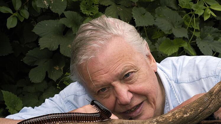 Sir David Attenborough geht hier auf Tuchf&uuml;hlung mit einem afrikanischen Riesen-Tausendf&uuml;&szlig;ler.