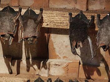 Im Schloss Thurn hängen 300 Fledermäuse rum, hier im Fledermaus-Zentrum sind es nur Attrappen.  Fotos: Josef Hofbauer