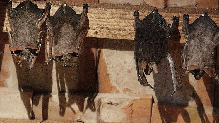 Im Schloss Thurn hängen 300 Fledermäuse rum, hier im Fledermaus-Zentrum sind es nur Attrappen.  Fotos: Josef Hofbauer