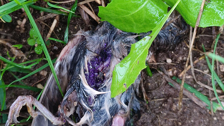 Rotmilan im Kreis Wei&szlig;enburg-Gunzenhausen vergiftet