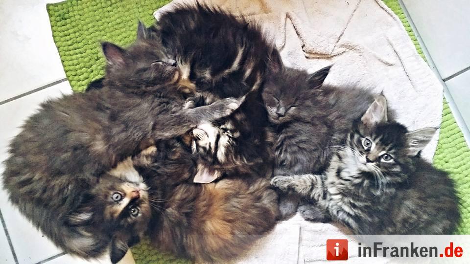 Foto: Marissa Symolka