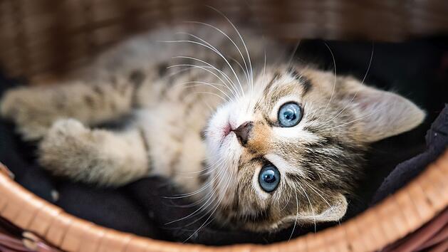 Katze, Kitten, Haustier, Tierheim, Tiere Symbolfoto: JuliaNaether/Adobe Stock (183306444)