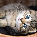 Katze, Kitten, Haustier, Tierheim, Tiere Symbolfoto: JuliaNaether/Adobe Stock (183306444)