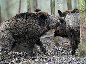 Sauwohl fühlen sich die Schwarzkittel inzwischen in weiten Teilen Oberfrankens. Foto: Archiv/dpa