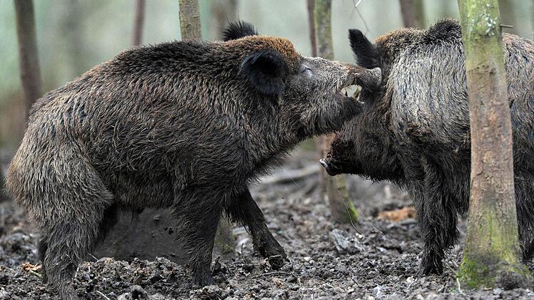 Sauwohl fühlen sich die Schwarzkittel inzwischen in weiten Teilen Oberfrankens. Foto: Archiv/dpa