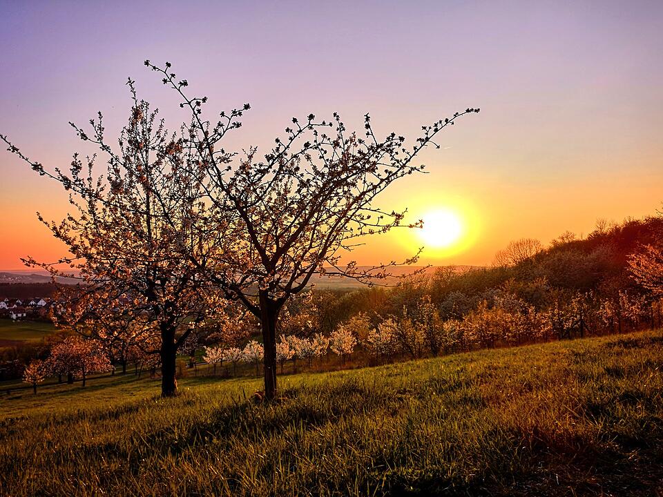 Die schönsten Frühlingsfotos aus Forchheim und Umgebung
