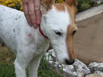 Die Wunde am Hals des Foxterriers war so tief, dass sie geklammert werden musste. Jetzt muss der Foxterrier noch Antibiotika nehmen, damit sich die Einbissstelle nicht entzündet. Fotos: Sonja Adam