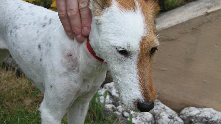Die Wunde am Hals des Foxterriers war so tief, dass sie geklammert werden musste. Jetzt muss der Foxterrier noch Antibiotika nehmen, damit sich die Einbissstelle nicht entzündet. Fotos: Sonja Adam