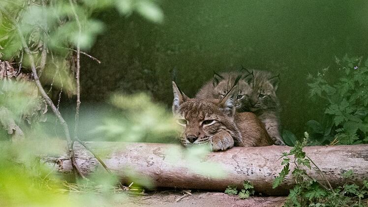 Nürnberg: Nach über 30 Jahren - Tiergarten freut sich über Luchs-Nachwuchs