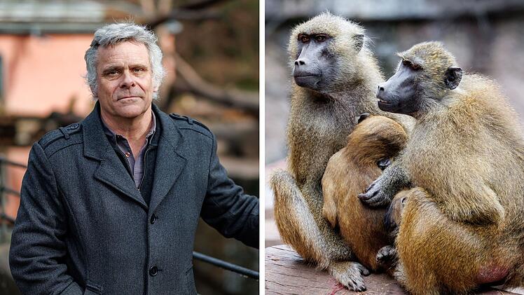 Pavian-Tötung im Tiergarten Nürnberg: Direktor erhält Morddrohungen