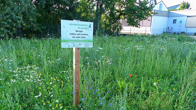 Die Blühwiese gegenüber dem Oerlenbacher Rathaus erhält ein Insektenhotel mit "gewissen Extras": Dort kann man einzelne Teile entnehmen, um Schülern das Leben der Insekten anschaulich zu machen. Foto: Hans-Peter Hepp