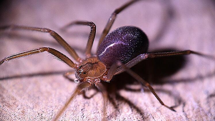 Loxosceles-Spinne