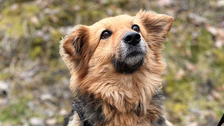 Tierheim Erlangen stellt besondere Hunde vor: "Wir sind die, die keine Anfragen haben"