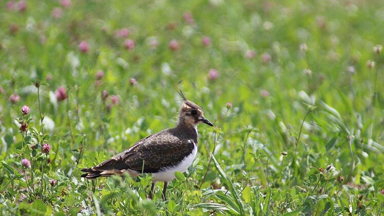 Ein Kiebitz auf der Wiese Matthias Franz