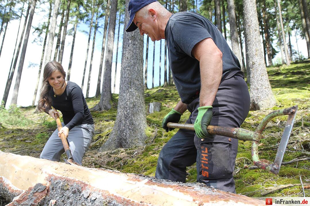 Voloprojekt: Baum fällt