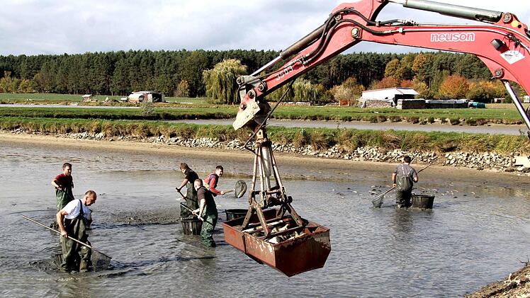 Impressionen vom Abfischen  Richard Sänger