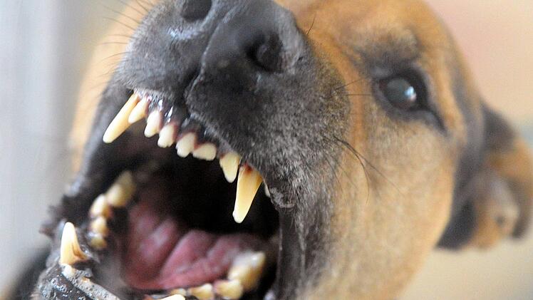Zwei freilaufende Sch&auml;ferhunde haben im Landkreis W&uuml;rzburg mehrmals Passanten gebissen.Soeren Stache/dpa-Zentralbild/dpa