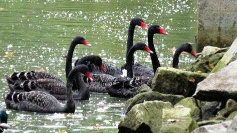 Mitte Oktober waren die jungen Schwäne in der Rosenau schon fast nicht mehr von den Elterntieren zu unterscheiden.Foto: Jochen Berger