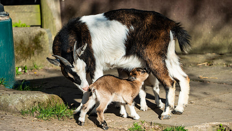 Tiergarten Nürnberg: Baby-Ziegen geboren