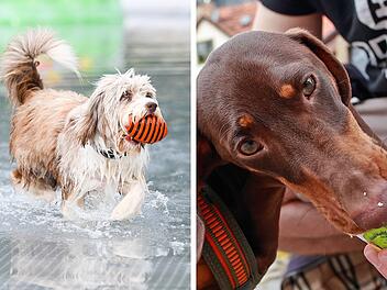 Hunde-Schwimm-WM im N&uuml;rnberger Stadionbad: Das sind die vierbeinigen Sieger