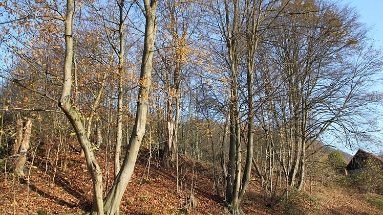 An der Ernst-Putz-Straße wird vor allem ausgelichtet.