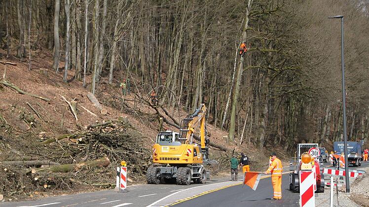 Fällarbeiten entlang der Kissinger Straße in Bad Brückenau im Frühjahr 2018 Foto: Ulrike Müller