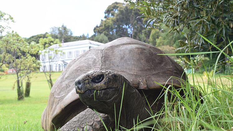 Die &auml;lteste Schildkr&ouml;te der Welt