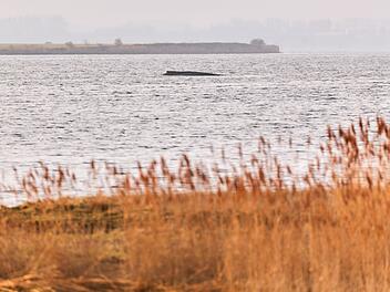 Buckelwal sitzt weiterhin vor Insel Poel fest