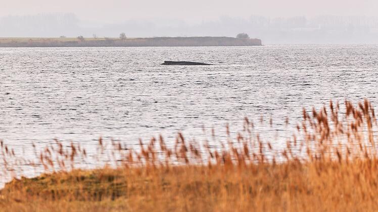 Buckelwal sitzt weiterhin vor Insel Poel fest