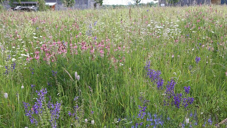 Wiese mit hohem Blumenanteil