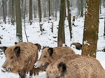 Auf dem Sportplatz in Höhn machen Wildschweine Probleme mit ihrer Wühlerei. Die Stadt soll helfen, dagegen vorzugehen. Symbolfoto: Archiv