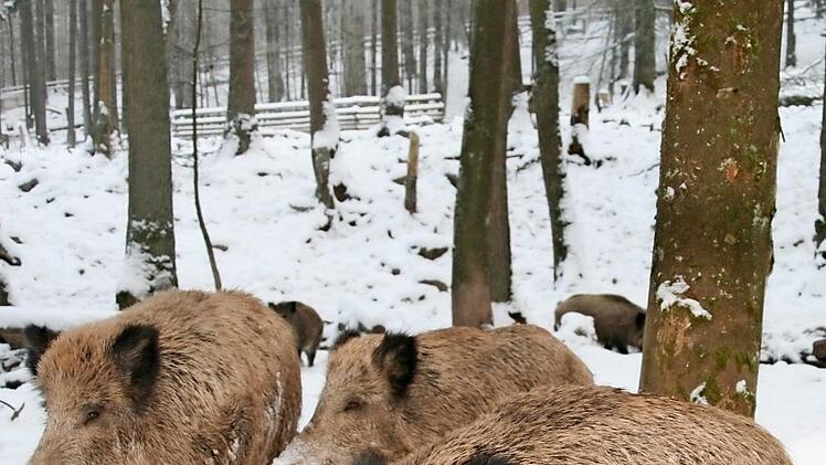 Auf dem Sportplatz in Höhn machen Wildschweine Probleme mit ihrer Wühlerei. Die Stadt soll helfen, dagegen vorzugehen. Symbolfoto: Archiv
