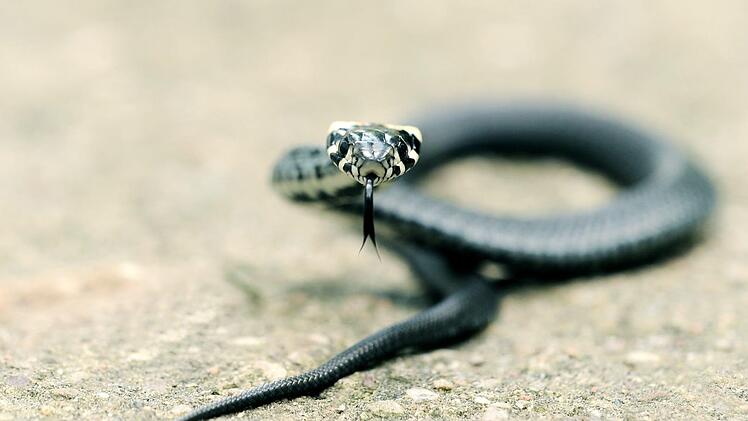 Eine aggressive Schlange sorgte am Freitag f&uuml;r einen Polizeieinsatz in Unterfranken. Symbolfoto: susannp4/Pixabay.com