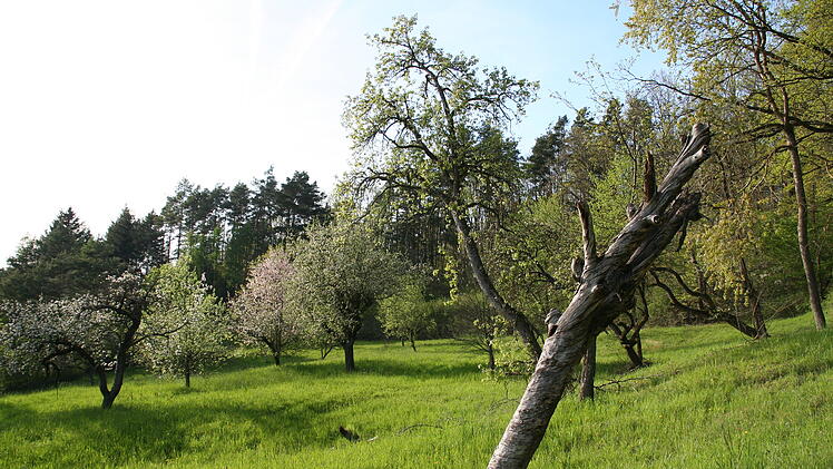 Landkreis Bamberg: Streuobst-Projekt feiert Auftakt - "alte und besonders wertvolle Best&auml;nde"