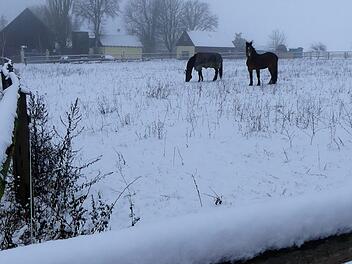 Wo jetzt im Schnee die Pferde noch nach Futter suchen, wird bald der Bagger anrollen.  Foto: Dieter Hübner