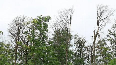 Abgestorbene Bäume drohen auf die Straße zu stürzen, weshalb die Ortsverbindungsstraße noch einige Monate gesperrt bleiben wird.