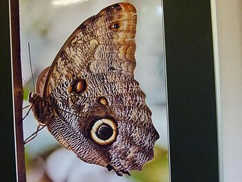 "Schmetterling", ein Foto von Angelika Dietrich vom Fotoclub Coburg