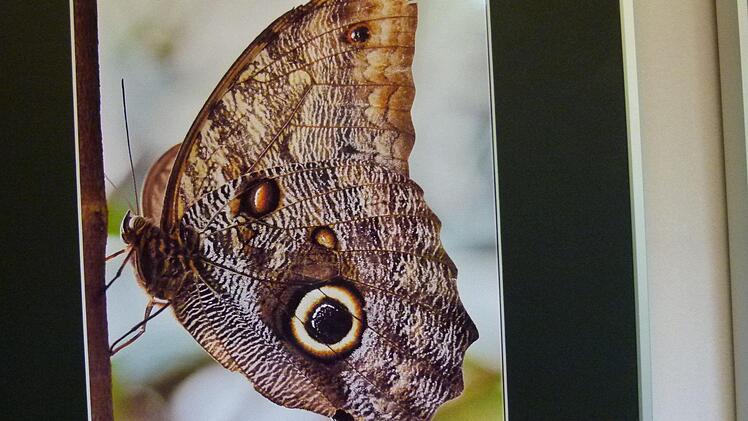 "Schmetterling", ein Foto von Angelika Dietrich vom Fotoclub Coburg