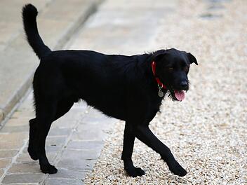 Es geht ums Wohl der Tiere - während im Hintergrund noch längst nicht alle Gräben aus der Vergangenheit zugeschüttet sind.