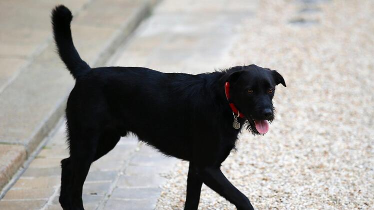 Es geht ums Wohl der Tiere - während im Hintergrund noch längst nicht alle Gräben aus der Vergangenheit zugeschüttet sind.