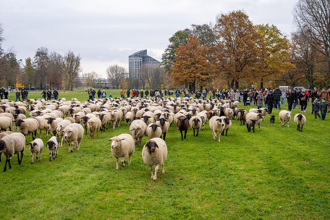 Hunderte Schafe ziehen durch Nürnberg - Naturspektakel in Bildern