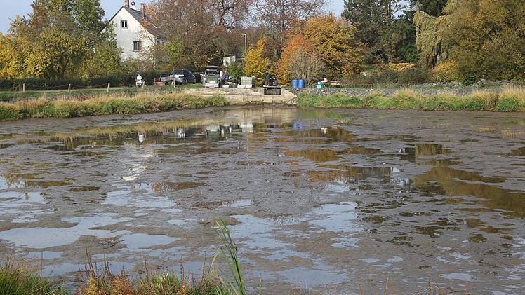 Die Wasserqualität im Mühlteich wird immer besser. Nach dem Ablassen des Teiches konnten rund 300 Kilo Karpfen geerntet werden. Foto: Michael Stelzner