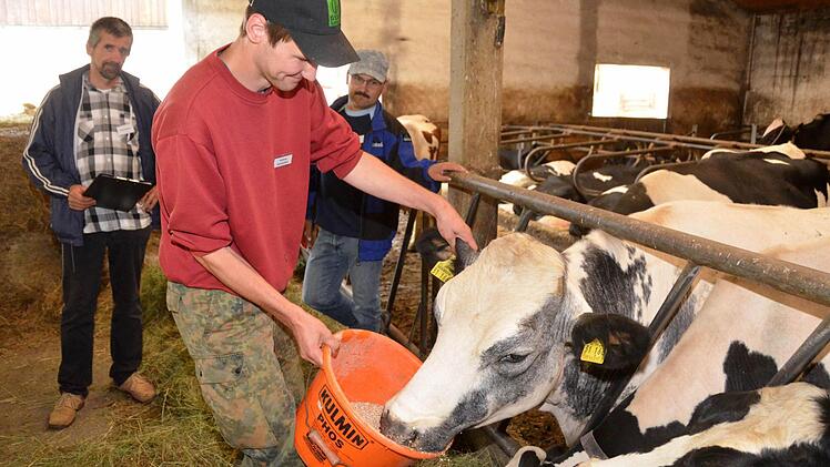 Neben der Bestimmung des Nährgehaltes von bestimmten Futtermitteln wird auch die Tierkunde in der Praxis benotet. Melkhygiene, Bullenauswahl, Rinderaufzucht und Mutterkuhhaltung sind nur einige der gestellten Aufgaben bei der betrieblichen Prüfung.