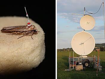Würzburger Forscher erklären, wie Lichtverschmutzung zu Insektensterben beiträgt