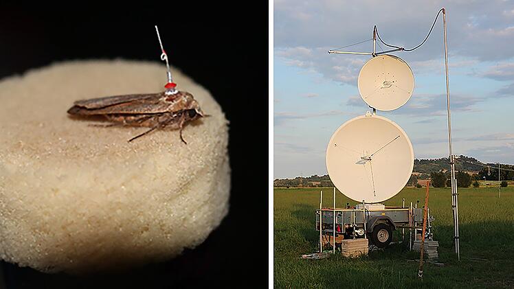 Würzburger Forscher erklären, wie Lichtverschmutzung zu Insektensterben beiträgt